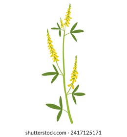 yellow melilot, field flower, vector drawing wild plants at white background, Melilotus officinalis,floral element, hand drawn botanical illustration