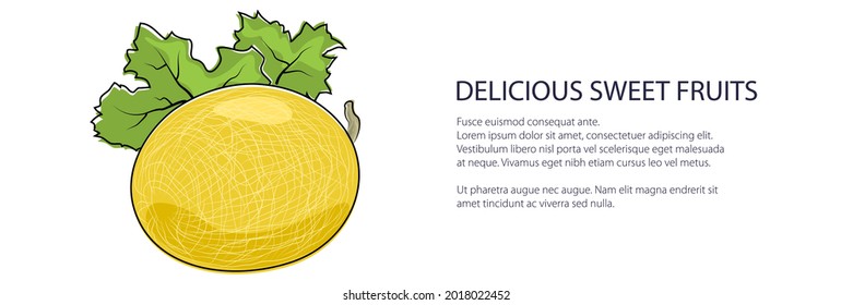 Banner de melón amarillo, fruta aislada en fondo blanco, ilustración vectorial