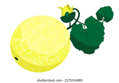 Yellow melon with flower and leaf on whine background. Isolated illustration of fruits. Health and delicious food.