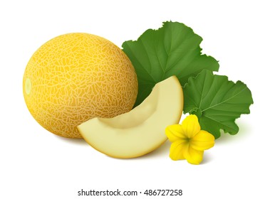 Yellow melon Galia with slice, leaves and yellow flower. Isolated on white background. Vector illustration.
