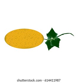 Yellow melon with leaves . Isolated on white background. empty space for text
