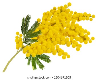 Yellow mimosa branch flower. Acacia symbol of love in Italy. Isolated on white vector illustration