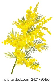 Yellow mimosa branch flower symbol women day isolated on white. Vector illustration