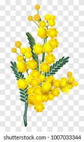 Yellow mimosa flower branch isolated on transparent background. Vector nature illustration