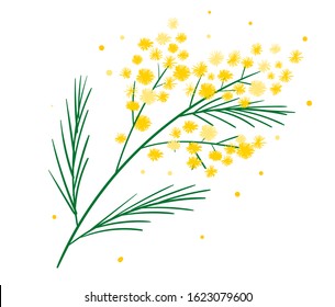 Yellow mimosa flower branch symbol of spring isolated on white. Bundle of parts of gorgeous spring flowering plant. Elegant floral decorations. Vector illustration.