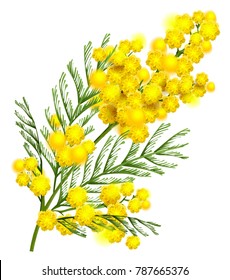 Yellow mimosa flower branch symbol of spring isolated on white. Vector nature illustration