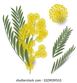 9,899 Mimosa flower illustration Images, Stock Photos & Vectors ...