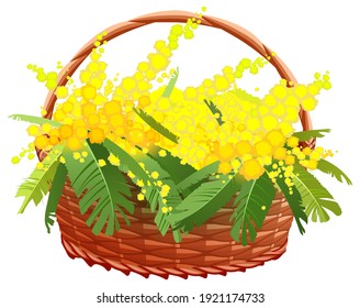Yellow mimosa full basket of flowers. Yellow acacia bouquet gift for womens day. Vector cartoon illustration isolated on white