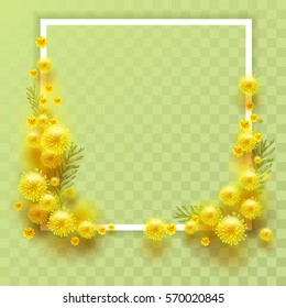 Yellow mimosa on transparent background. Template frame for greeting card on March 8 International Womens Day. Illustration in vector format