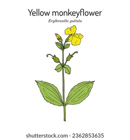 Сommon yellow monkeyflower (Erythranthe guttata, or mimulus guttatus), edible and medicinal plant. Hand drawn botanical vector illustration