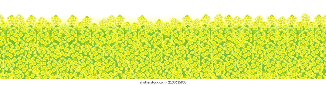 The yellow mustard field, isolated on the white background