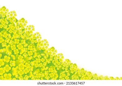 The yellow mustard field, isolated on the white background