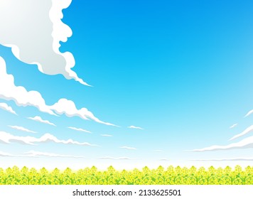 The yellow mustard field under the blue sky