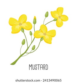 Yellow mustard flowers on a white background. Print, illustration, vector