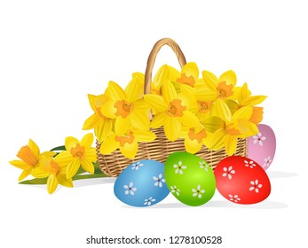 Yellow narcissus or daffodil flowers in the basket isolated on white. Easter greeting card. Vector illustration. 