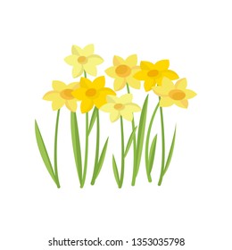 Yellow narcissus growing in flowerbed on empty background
