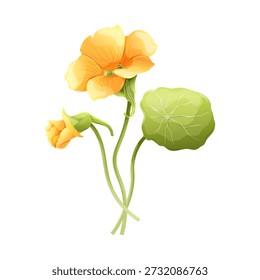 Yellow nasturtium flower composition. Vector illustration with green round leaf and bud, isolated botanical element for garden design. Edible Tropaeolum majus, medicinal herb and food garnish