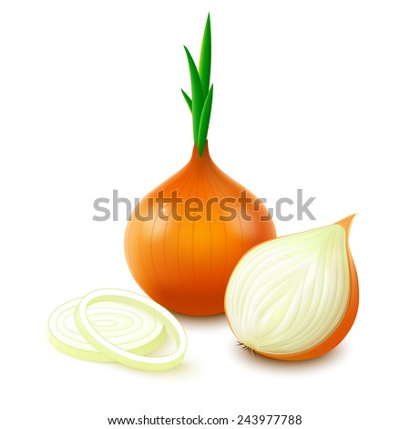 Yellow onion with fresh green sprout, half and rings isolated on white background. Vector illustration.