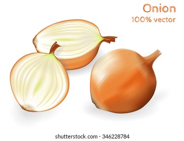 Yellow onion and half onion isolated on white background. Vector illustration.