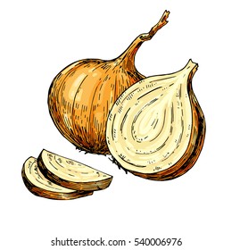 Yellow Onion hand drawn vector illustration. Isolated artistic style object. Full and Half cutout slice. Detailed vegetarian food drawing. Farm market product. Great for menu, label, icon