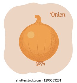 Yellow onion isolated. Vector illustration