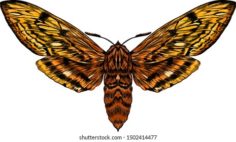 yellow orange brown moth monarch