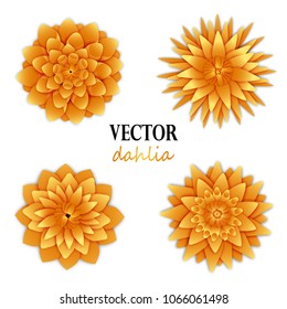 Yellow orange dahlias collection.