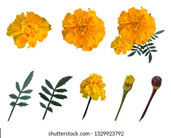 Amarillo con flores naranjas. Establecer. Ilustración vectorial. Aislado sobre un fondo blanco.
