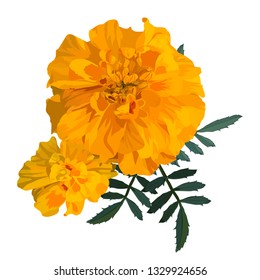 Yellow with orange flower marigold. Vector illustration. Isolated on a white background.