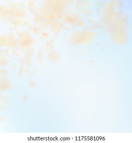 Yellow orange flower petals falling down. Astonishing romantic flowers falling rain. Flying petal on blue sky square background. Love, romance concept. Beautiful wedding invitation.