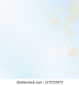 Yellow orange flower petals falling down. Actual romantic flowers corner. Flying petal on blue sky square background. Love, romance concept. Appealing wedding invitation.