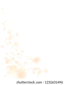Yellow orange flower petals falling down. Classy romantic flowers corner. Flying petal on white square background. Love, romance concept. Alive wedding invitation.