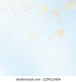 Yellow orange flower petals falling down. Uncommon romantic flowers gradient. Flying petal on blue sky square background. Love, romance concept. Comely wedding invitation.