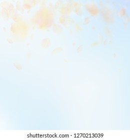 Yellow orange flower petals falling down. Astonishing romantic flowers gradient. Flying petal on blue sky square background. Love, romance concept. Cool wedding invitation.