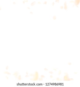 Yellow orange flower petals falling down. Awesome romantic flowers borders. Flying petal on white square background. Love, romance concept. Actual wedding invitation.