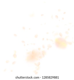 Yellow orange flower petals falling down. Exotic romantic flowers corner. Flying petal on white square background. Love, romance concept. Alluring wedding invitation.