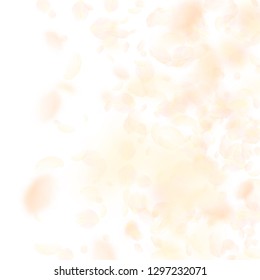 Yellow orange flower petals falling down. Bold romantic flowers gradient. Flying petal on white square background. Love, romance concept. Breathtaking wedding invitation.