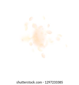 Yellow orange flower petals falling down. Amusing romantic flowers explosion. Flying petal on white square background. Love, romance concept. Astonishing wedding invitation.