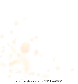 Yellow orange flower petals falling down. Resplendent romantic flowers corner. Flying petal on white square background. Love, romance concept. Alluring wedding invitation.