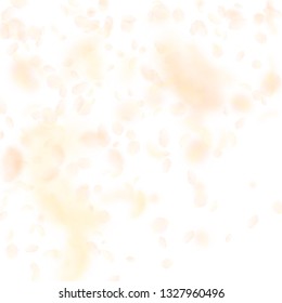 Yellow orange flower petals falling down. Radiant romantic flowers gradient. Flying petal on white square background. Love, romance concept. Classy wedding invitation.