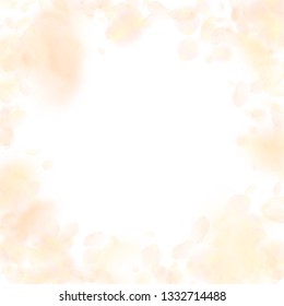Yellow orange flower petals falling down. Shapely romantic flowers vignette. Flying petal on white square background. Love, romance concept. Creative wedding invitation.