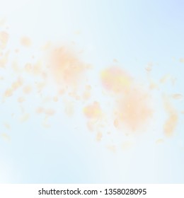Yellow orange flower petals falling down. Modern romantic flowers falling rain. Flying petal on blue sky square background. Love, romance concept. Awesome wedding invitation.