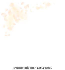 Yellow orange flower petals falling down. Pleasing romantic flowers corner. Flying petal on white square background. Love, romance concept. Amusing wedding invitation.