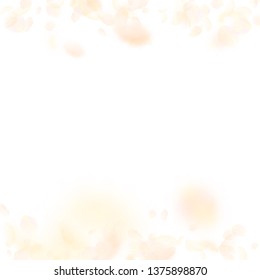 Yellow orange flower petals falling down. Comely romantic flowers borders. Flying petal on white square background. Love, romance concept. Actual wedding invitation.