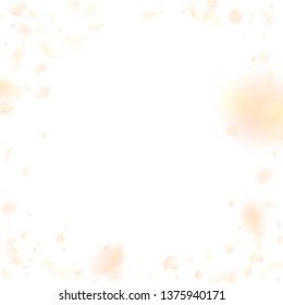 Yellow orange flower petals falling down. Alive romantic flowers vignette. Flying petal on white square background. Love, romance concept. Decent wedding invitation.