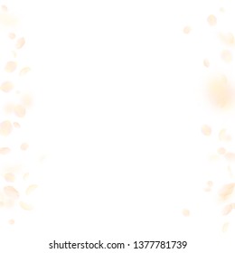 Yellow orange flower petals falling down. Noteworthy romantic flowers borders. Flying petal on white square background. Love, romance concept. Actual wedding invitation.