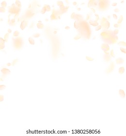 Yellow orange flower petals falling down. Awesome romantic flowers falling rain. Flying petal on white square background. Love, romance concept. Beauteous wedding invitation.