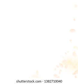 Yellow orange flower petals falling down. Alluring romantic flowers corner. Flying petal on white square background. Love, romance concept. Adorable wedding invitation.