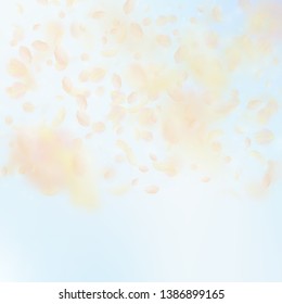 Yellow orange flower petals falling down. Positive romantic flowers gradient. Flying petal on blue sky square background. Love, romance concept. Charming wedding invitation.