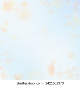 Yellow orange flower petals falling down. Wonderful romantic flowers vignette. Flying petal on blue sky square background. Love, romance concept. Curious wedding invitation.